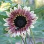 'Cherry Rose Hybrid' Dark Red Ornamental Sunflower 40 Seeds