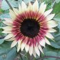 'Cherry Rose Hybrid' Dark Red Ornamental Sunflower 40 Seeds