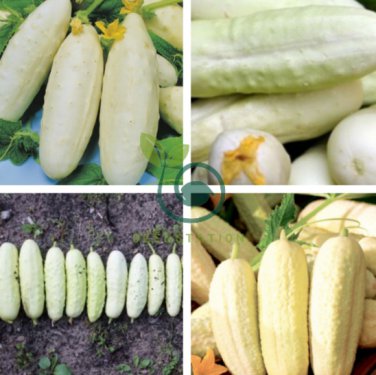 Cucumber Long White Wonder 20 Seeds