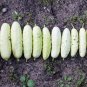 Cucumber Long White Wonder 20 Seeds