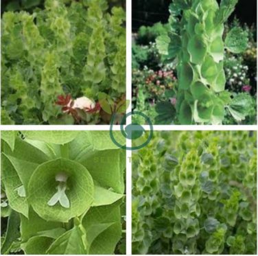 Shell Flower Seeds Garden Plants Ornamental Plants 50 Seeds