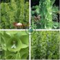 Shell Flower Seeds Garden Plants Ornamental Plants 50 Seeds