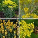 Radix Seeds Herbs Isatis Tinctoria 90 Seeds