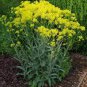 Radix Seeds Herbs Isatis Tinctoria 90 Seeds