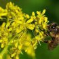 Radix Seeds Herbs Isatis Tinctoria 90 Seeds