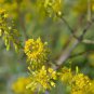 Radix Seeds Herbs Isatis Tinctoria 90 Seeds