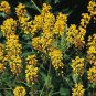 Radix Seeds Herbs Isatis Tinctoria 90 Seeds