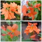 Rare Crossandra Infundibuliformis Grow lings Bonsai 200 Seeds