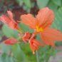 Rare Crossandra Infundibuliformis Grow lings Bonsai 200 Seeds