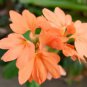 Rare Crossandra Infundibuliformis Grow lings Bonsai 200 Seeds