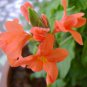 Rare Crossandra Infundibuliformis Grow lings Bonsai 200 Seeds
