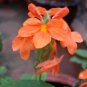 Rare Crossandra Infundibuliformis Grow lings Bonsai 200 Seeds