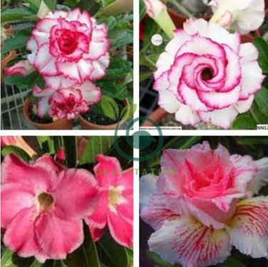 Desert Rose  Pink Serious Flowers 4 Seeds