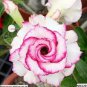 Desert Rose Pink Serious Flowers 4 Seeds