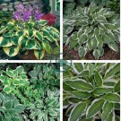 Hosta Seed Perennials - Bright Green Leaves with White Edge 400 seeds