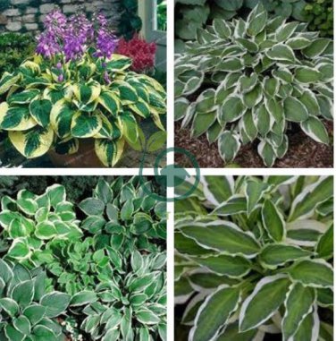 Hosta Seed Perennials - Bright Green Leaves with White Edge 400 seeds