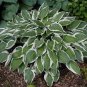 Hosta Seed Perennials - Bright Green Leaves with White Edge 400 seeds