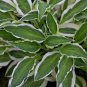 Hosta Seed Perennials - Bright Green Leaves with White Edge 400 seeds