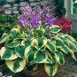 Hosta Seed Perennials - Bright Green Leaves with White Edge 400 seeds