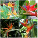 Indoor Plants Flowers Strelitzia Reginae Plants Bird of Paradise Flower  (Color: Mixed) 200 seeds