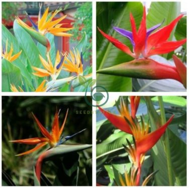 Indoor Plants Flowers Strelitzia Reginae Plants Bird of Paradise Flower  (Color: Mixed) 200 seeds