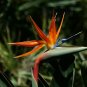 Indoor Plants Flowers Strelitzia Reginae Plants Bird of Paradise Flower (Color: Mixed) 200 seeds