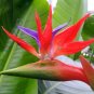 Indoor Plants Flowers Strelitzia Reginae Plants Bird of Paradise Flower (Color: Mixed) 200 seeds