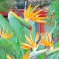 Indoor Plants Flowers Strelitzia Reginae Plants Bird of Paradise Flower (Color: Mixed) 200 seeds