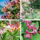 Honeysuckle Vine Plant  - Water Pink Color 200 Seeds