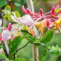 Honeysuckle Vine Plant  - Water Pink Color 200 Seeds