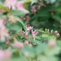 Honeysuckle Vine Plant  - Water Pink Color 200 Seeds