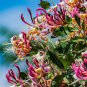Honeysuckle Vine Plant  - Water Pink Color 200 Seeds