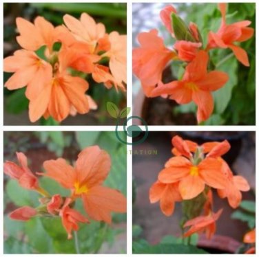 Rare Crossandra Infundibuliformis Grow lings Bonsai 200 Seeds