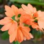 Rare Crossandra Infundibuliformis Grow lings Bonsai 200 Seeds