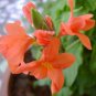 Rare Crossandra Infundibuliformis Grow lings Bonsai 200 Seeds