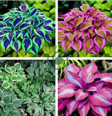 Hosta 2 Colors Available 400  Seeds