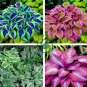 Hosta 2 Colors Available 400  Seeds