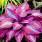 Hosta 2 Colors Available 400  Seeds