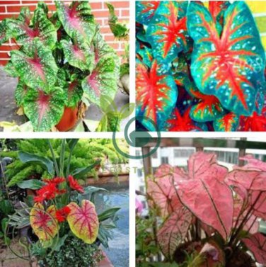 Japanese Caladium Bicolor 200 Seeds