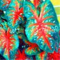 Japanese Caladium Bicolor 200 Seeds