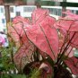 Japanese Caladium Bicolor 200 Seeds