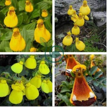 Calceolaria tomentosa Seeds Yellow Slipper Flower Lady's Purse 400 Seeds