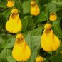 Calceolaria tomentosa Seeds Yellow Slipper Flower Lady's Purse 400 Seeds