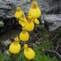 Calceolaria tomentosa Seeds Yellow Slipper Flower Lady's Purse 400 Seeds