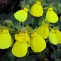 Calceolaria tomentosa Seeds Yellow Slipper Flower Lady's Purse 400 Seeds