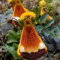 Calceolaria tomentosa Seeds Yellow Slipper Flower Lady's Purse 400 Seeds