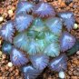 Potted Succulents Fleshy Shining Green Plants Haworthia Cooperi Yulu Flower Bonsai 200 Seeds