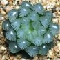 Potted Succulents Fleshy Shining Green Plants Haworthia Cooperi Yulu Flower Bonsai 200 Seeds
