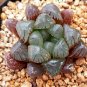 Potted Succulents Fleshy Shining Green Plants Haworthia Cooperi Yulu Flower Bonsai 200 Seeds