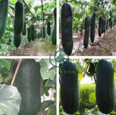 Black Wax Gourd Seed Best Garden Plants Vegetable 16 Seeds